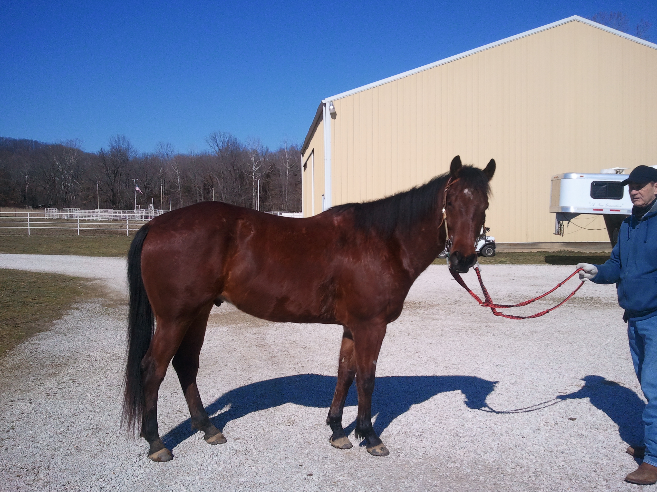 Future Fortunes Futurity Horse for Sale by Missouri Horse Trainer